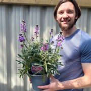 Erysimum 'Bowles Mauve' (Three Sizes Available) -