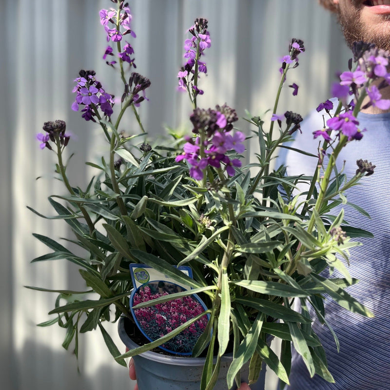 Erysimum 'Bowles Mauve' (Three Sizes Available) -