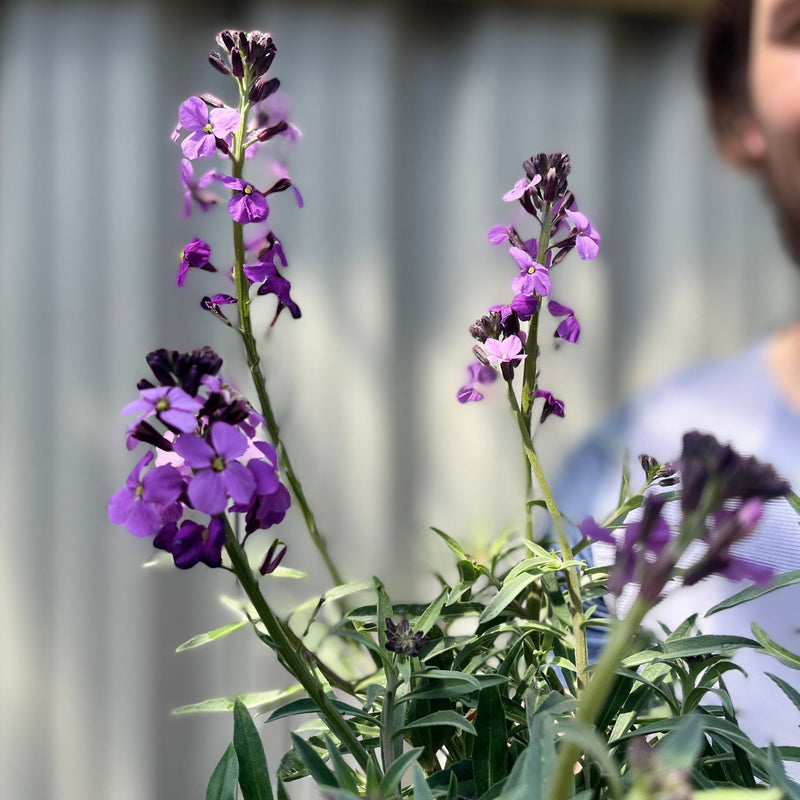Erysimum 'Bowles Mauve' (Three Sizes Available) -