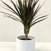 Dracaena Marginata 'Dragon Tree' 1 Stem -