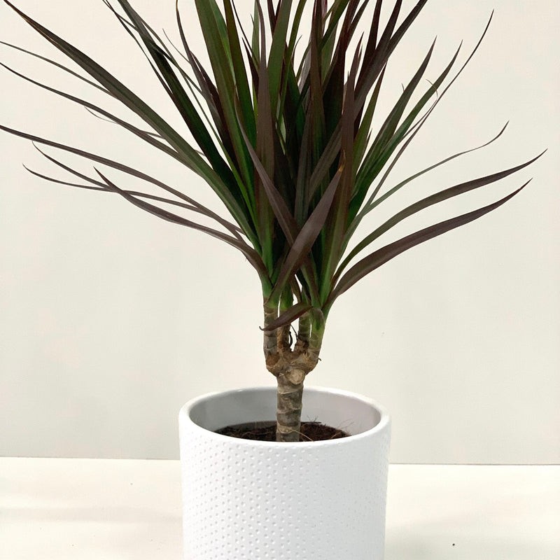Dracaena Marginata 'Dragon Tree' 1 Stem -