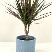 Dracaena Marginata 'Dragon Tree' 1 Stem -