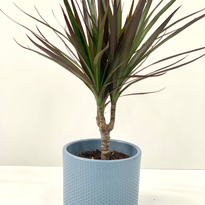 Dracaena Marginata 'Dragon Tree' 1 Stem -