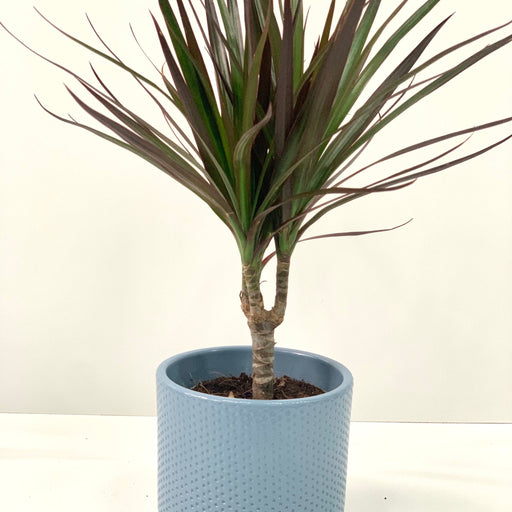 Dracaena Marginata 'Dragon Tree' 1 Stem -