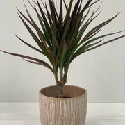 Dracaena Marginata 'Dragon Tree' 1 Stem -