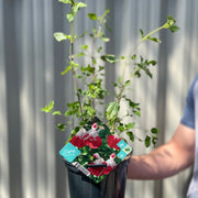 Salvia 'Hot Lips' 9cm/2L -