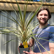 Cordyline australis 'Torbay Dazzler' 2L -