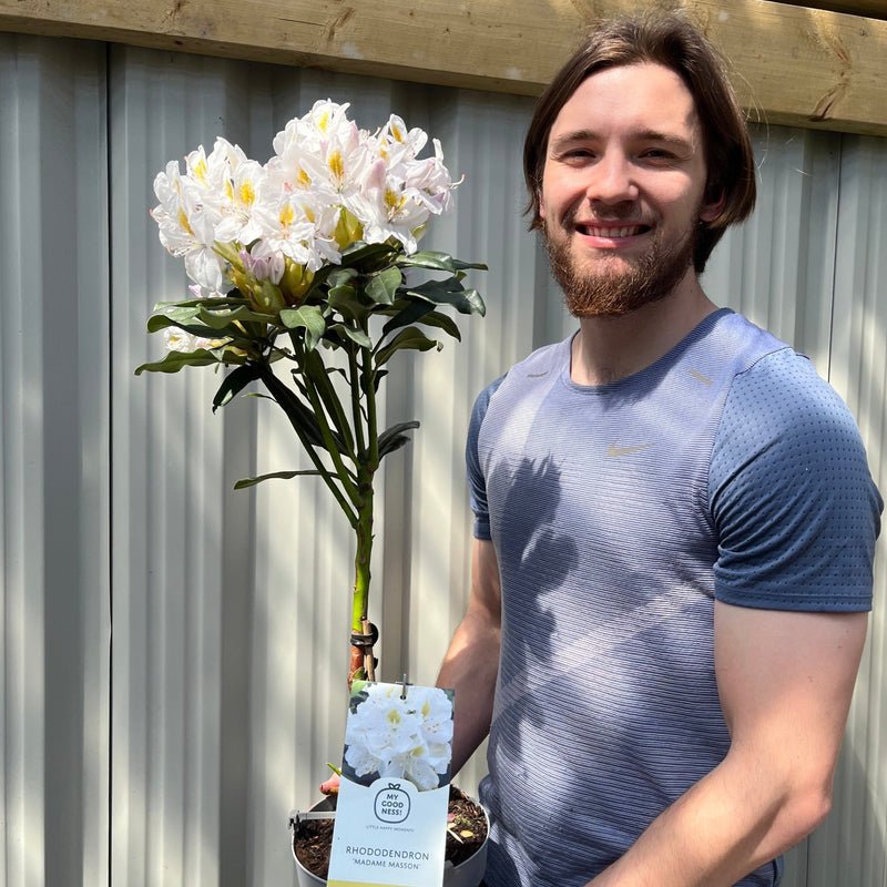 Standard Rhododendron 'Madame Masson' (White) 80cm -