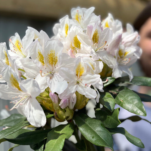 Standard Rhododendron 'Madame Masson' (White) 80cm -