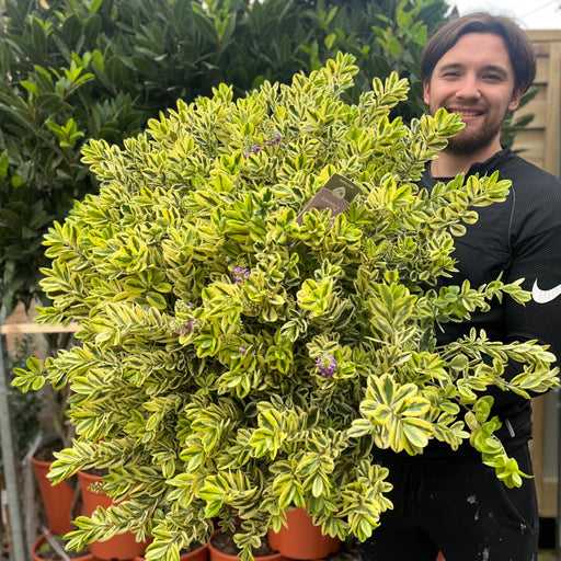 Variegated Hebe 'Franciscana' 7.5L -