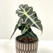 Alocasia (Elephant's Ear) 35-40cm -