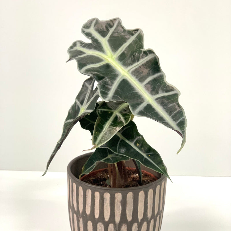 Alocasia (Elephant's Ear) 35-40cm -