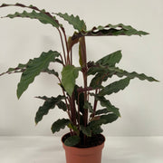Calathea Tropistar -