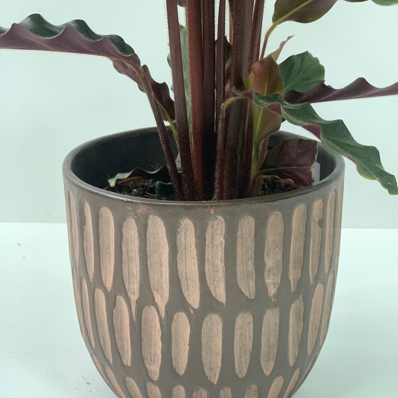 Calathea Tropistar -