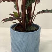 Calathea Tropistar -