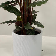 Calathea Tropistar -