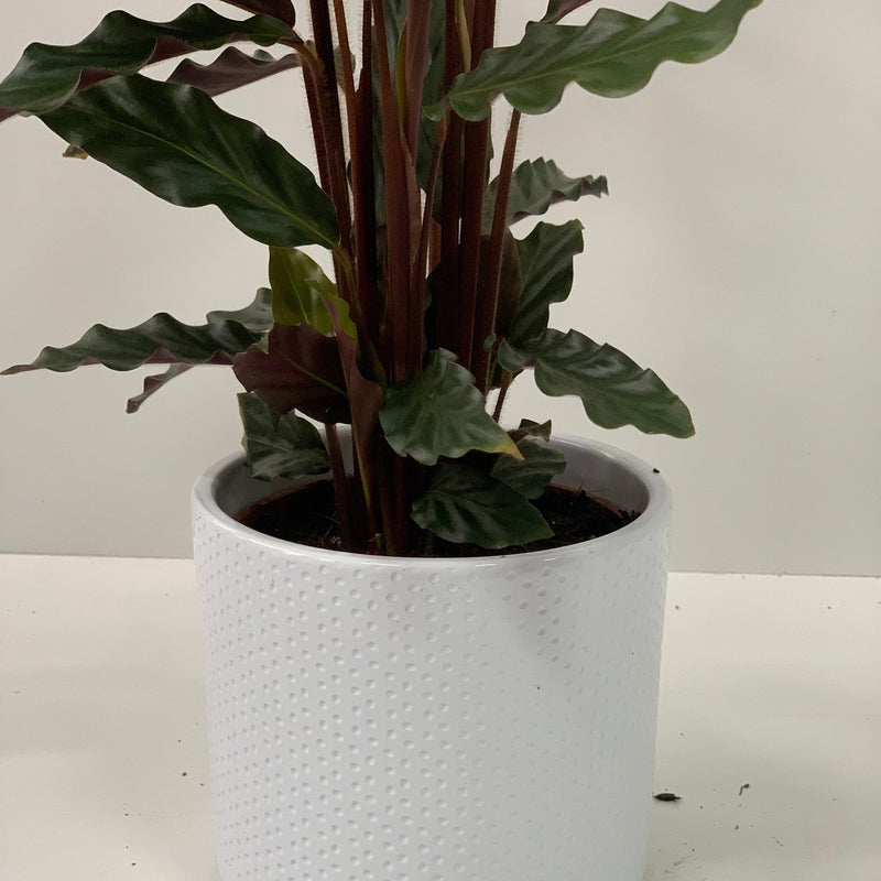 Calathea Tropistar -