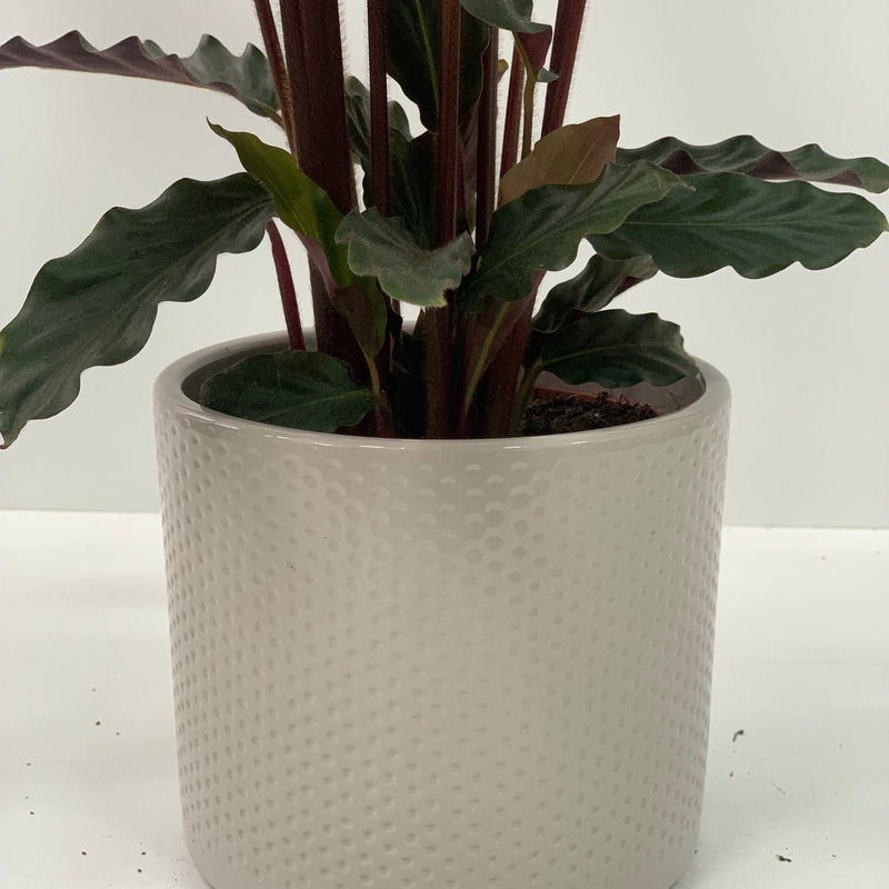 Calathea Tropistar -