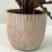 Calathea Tropistar -