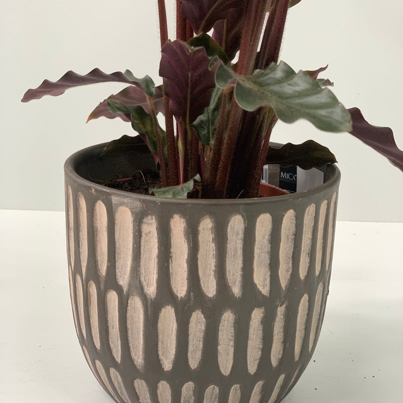 Calathea Tropistar -