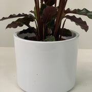 Calathea Tropistar -