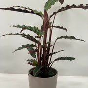 Calathea Tropistar -