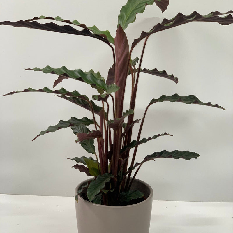 Calathea Tropistar -