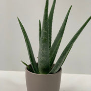 Aloe Vera -