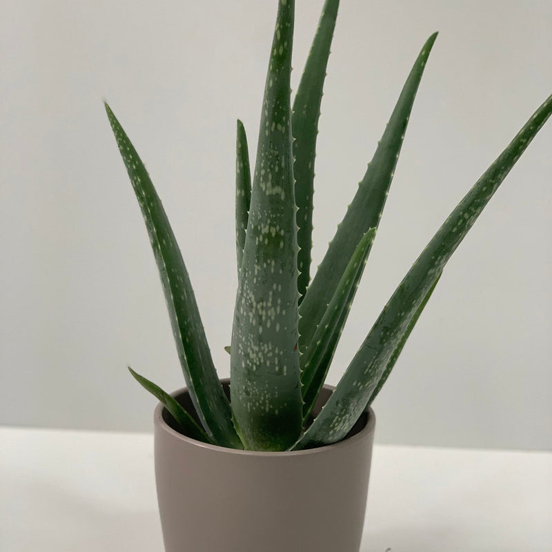 Aloe Vera -