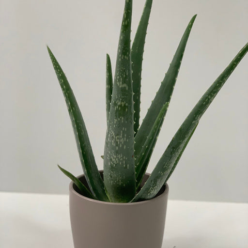 Aloe Vera -