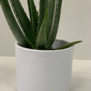 Aloe Vera -