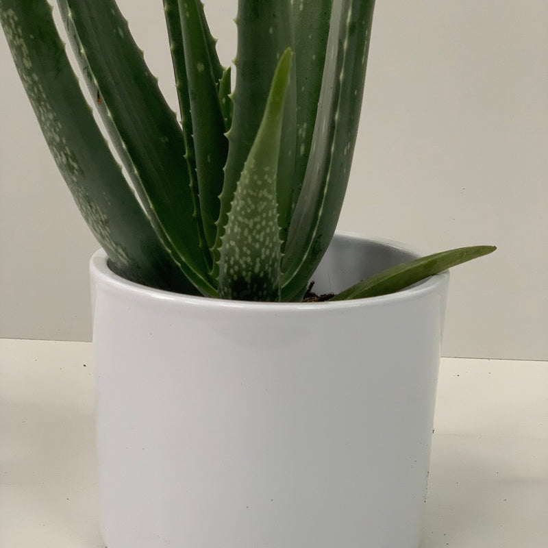 Aloe Vera -