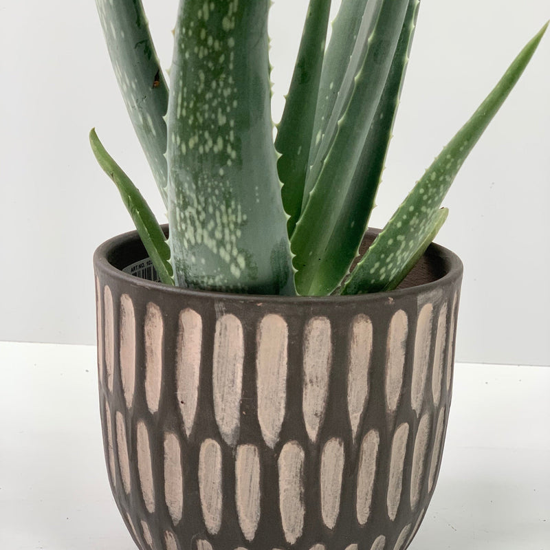 Aloe Vera -
