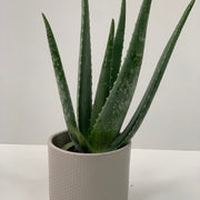 Aloe Vera -