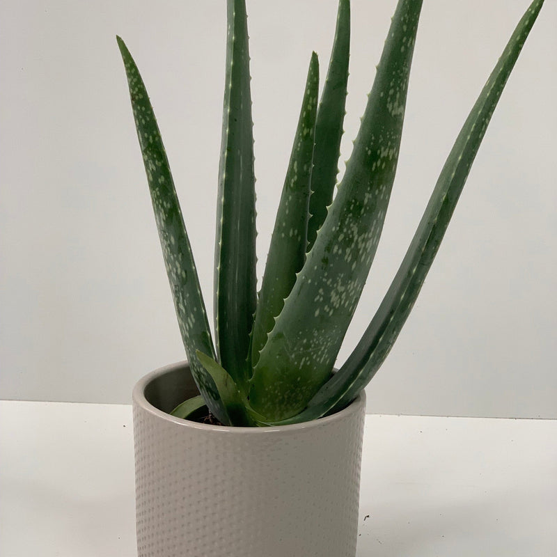 Aloe Vera -