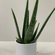 Aloe Vera -