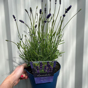 Lavender 'Hidcote' 2L -