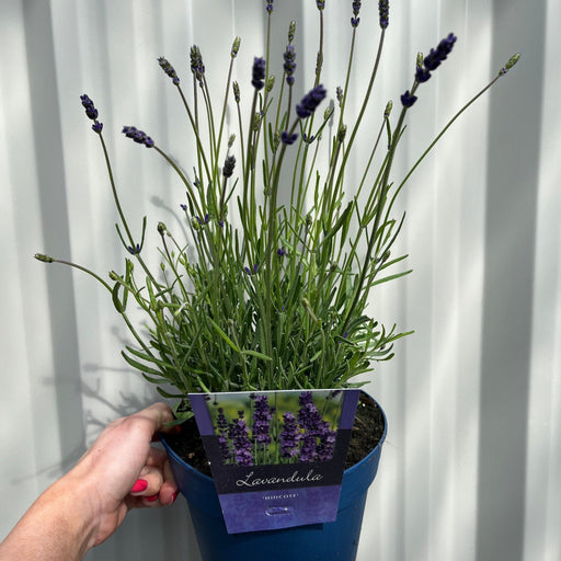 Lavender 'Hidcote' 2L -