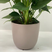 Anthurium - Candy Floss Pink -