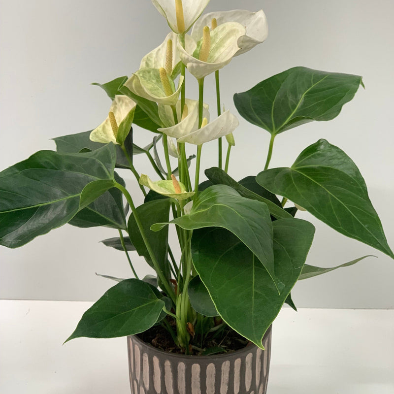 Anthurium - White 40-50cm -