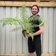 Dicksonia antarctica 'Tree Fern' 1/2/5L -