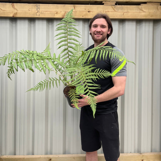 Dicksonia antarctica 'Tree Fern' 1/2/5L -