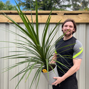 Cordyline australis Green | 1m-1.2m -