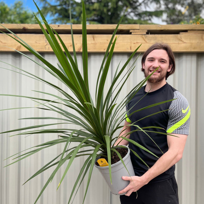 Cordyline australis Green | 1m-1.2m -