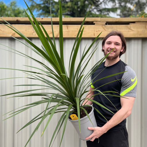 Cordyline australis Green | 1m-1.2m -