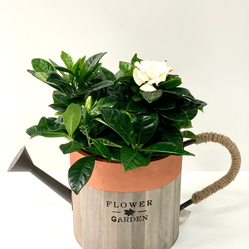 Gardenia Jasminoides | 1.5L Growers Pot -