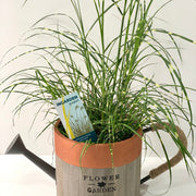 Miscanthus sinensis 'Little Zebra' Grass (Including Gift Wrap) -
