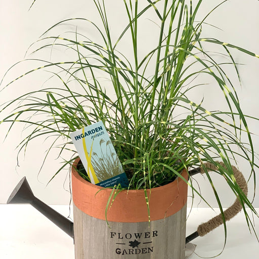 Miscanthus sinensis 'Little Zebra' Grass (Including Gift Wrap) -