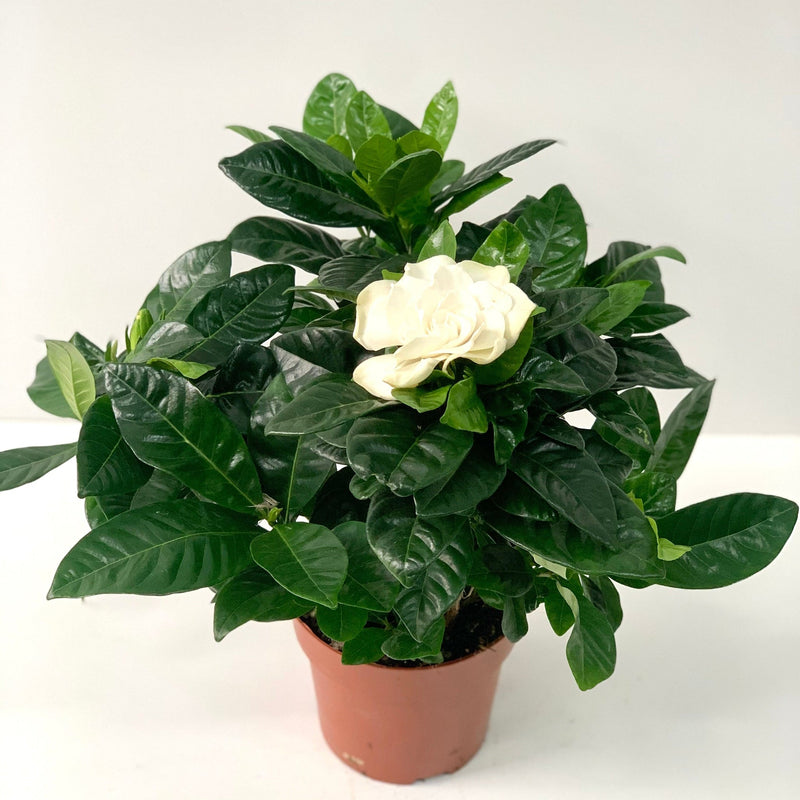 Gardenia Jasminoides | 1.5L Growers Pot -