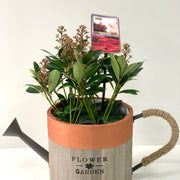 Skimmia japonica Rubella (Including Gift Wrap) -